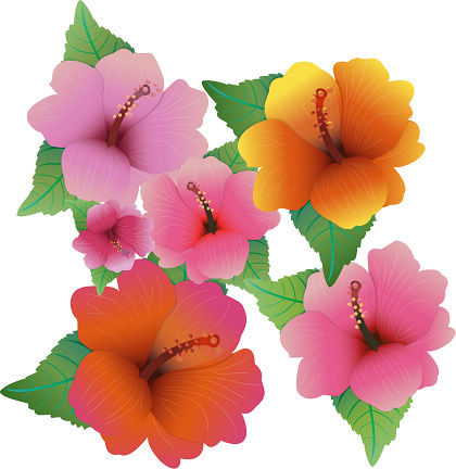 free vector Free Vector Illustration With Hibiscus Flowers